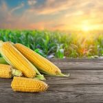 Corn maize